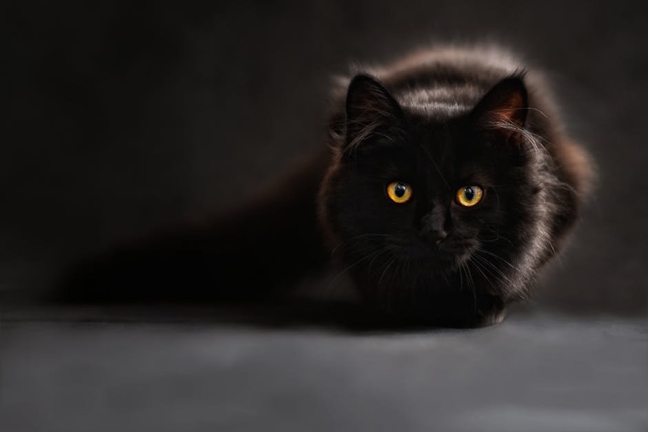 The Cat Sìth of Celtic Legend (image credits: pexels)