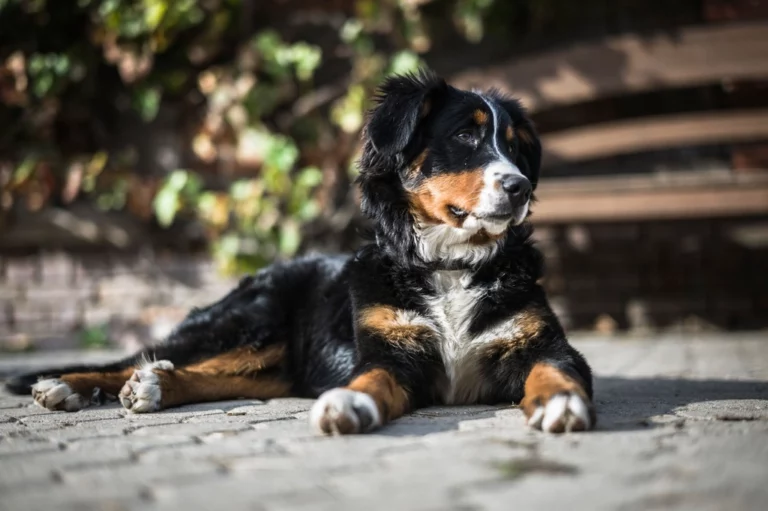 10 Large Dog Breeds That Act Like Little Velcro Dogs