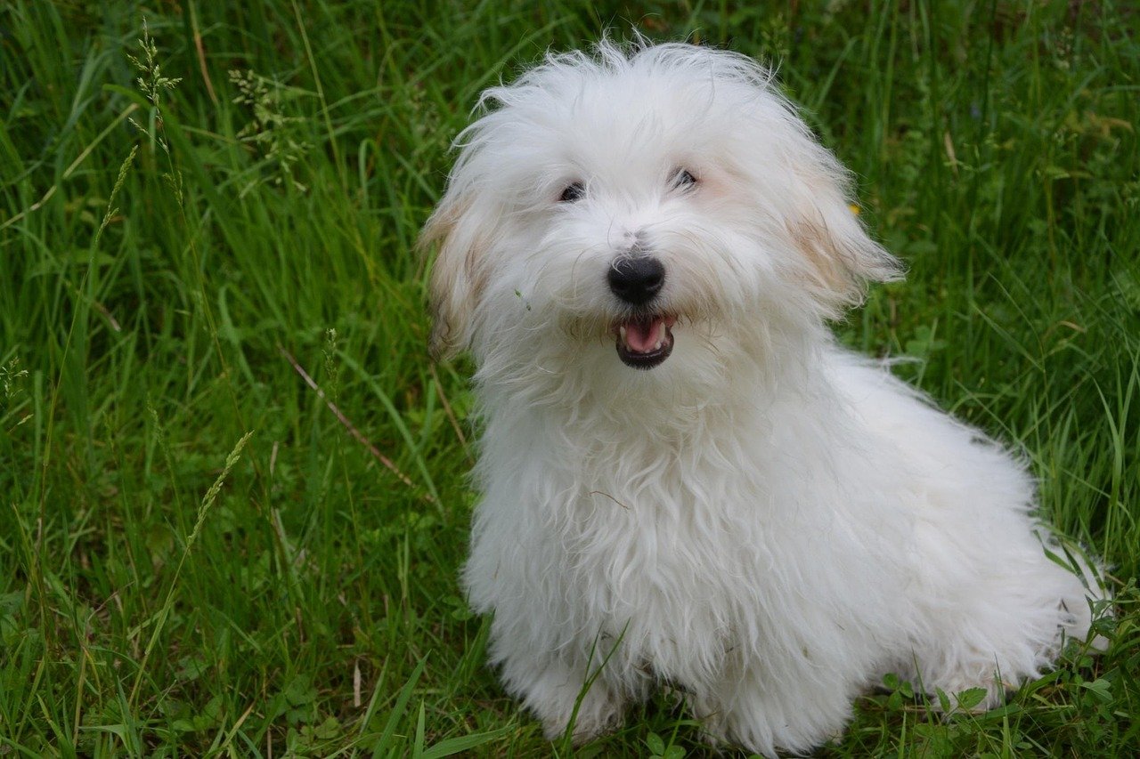 4. Coton de Tulear: The Happy Wanderer (image credits: pixabay)