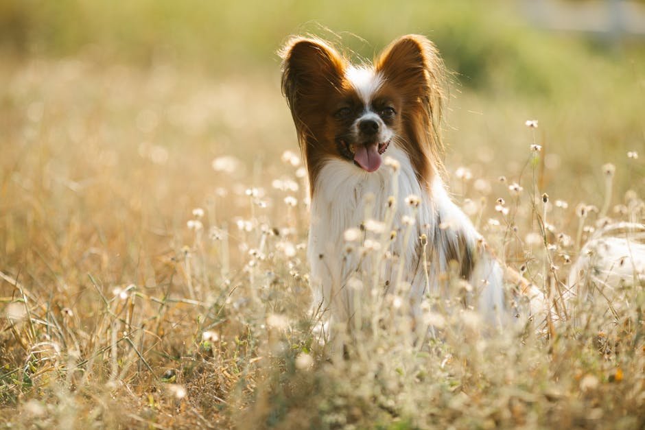 7. Papillon: The Butterfly Beauty (image credits: pexels)