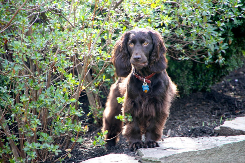 Boykin Spaniel: The Ultimate Companion