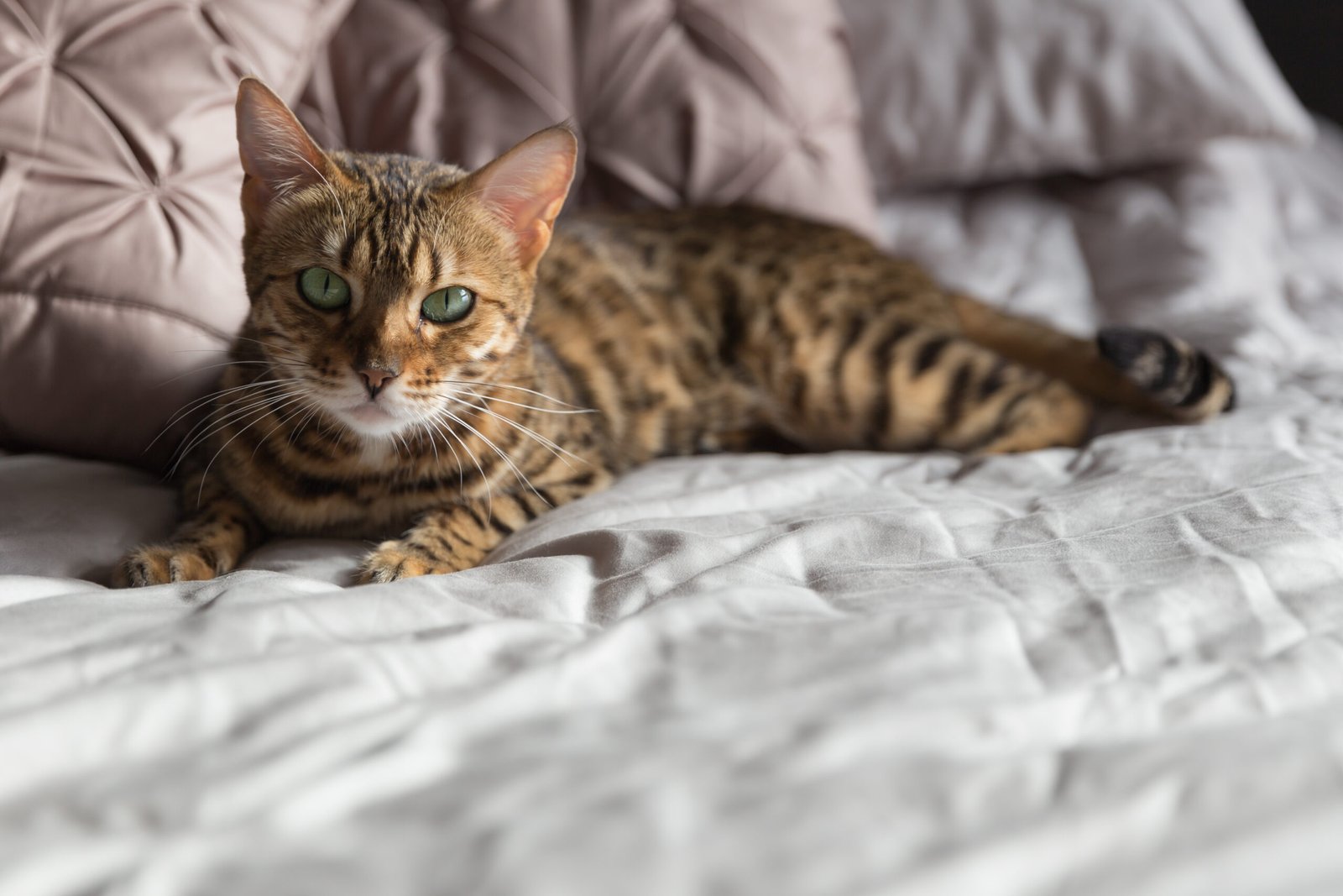 3. Bengal Cats: Wild at Heart (image credits: wikimedia)