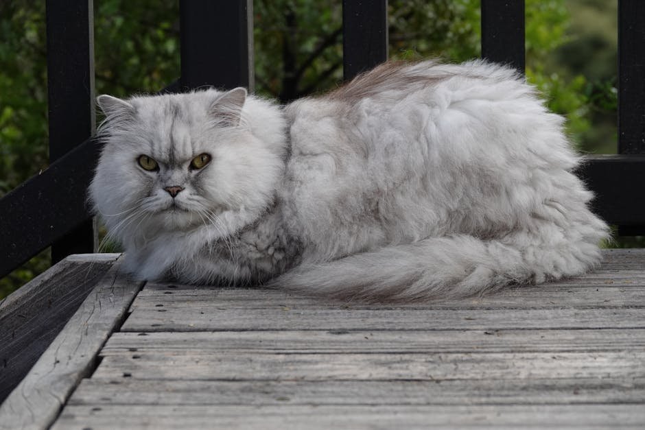 5. Persian Cats: The Regal Rulers (image credits: pexels)