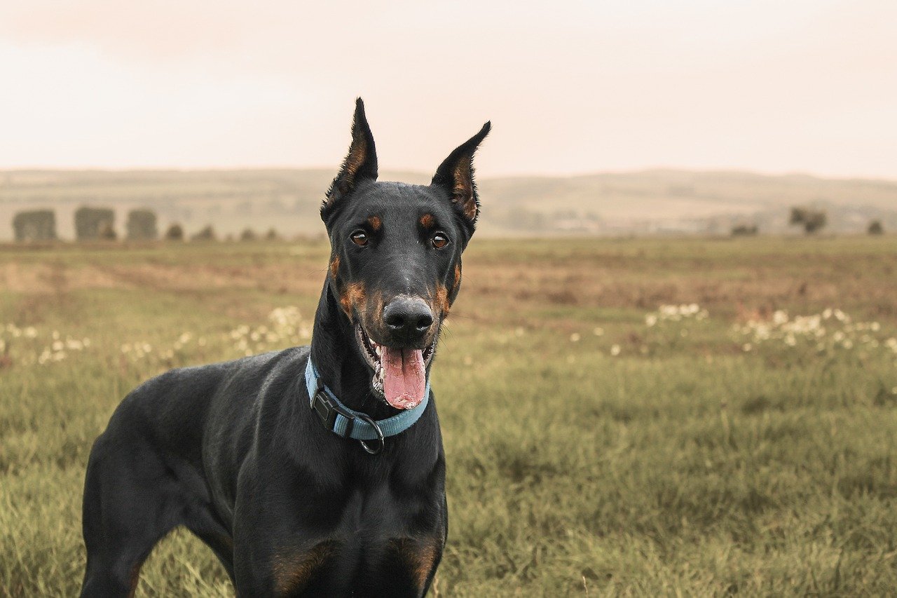 6. Doberman Pinschers: The Loyal Protectors (image credits: pixabay)