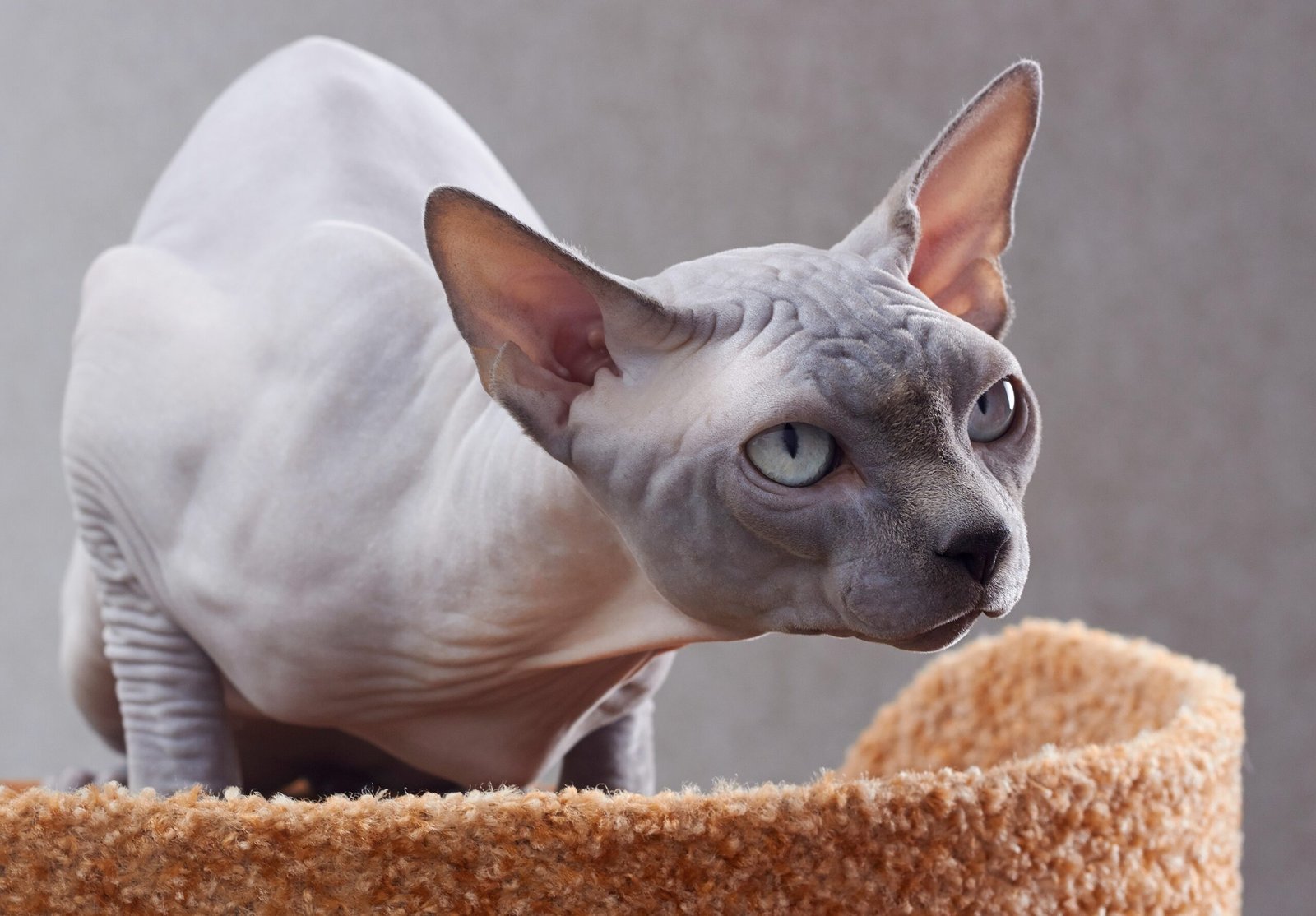 9. Sphynx Cats: The Curious Contenders (image credits: wikimedia)