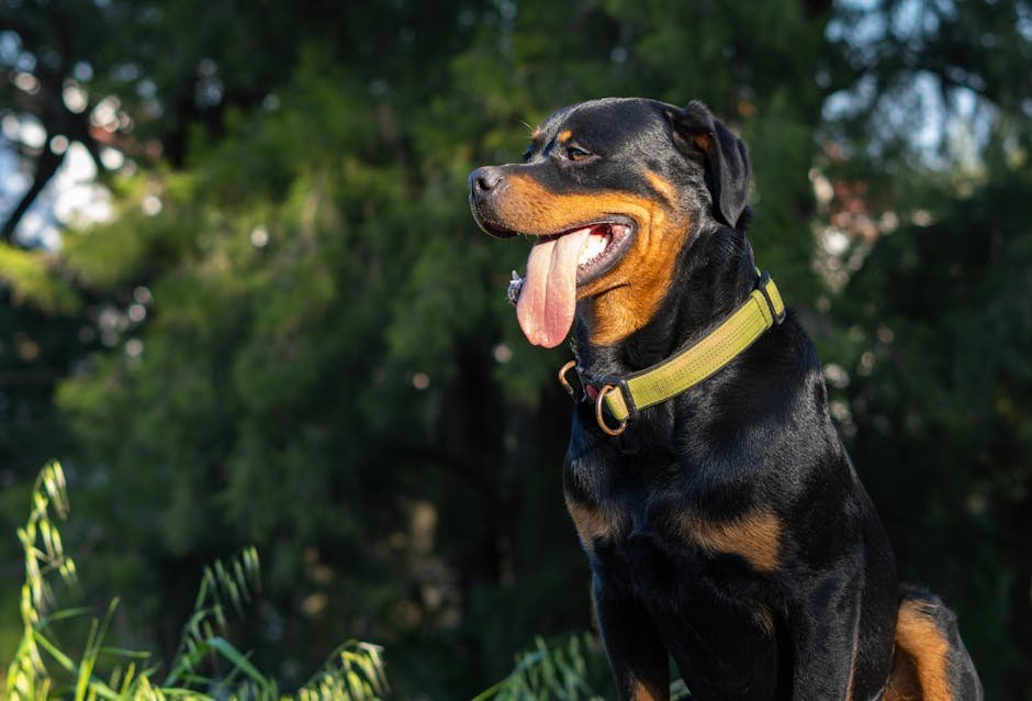 10. Rottweilers: The Steadfast Sentinels (image credits: pexels)