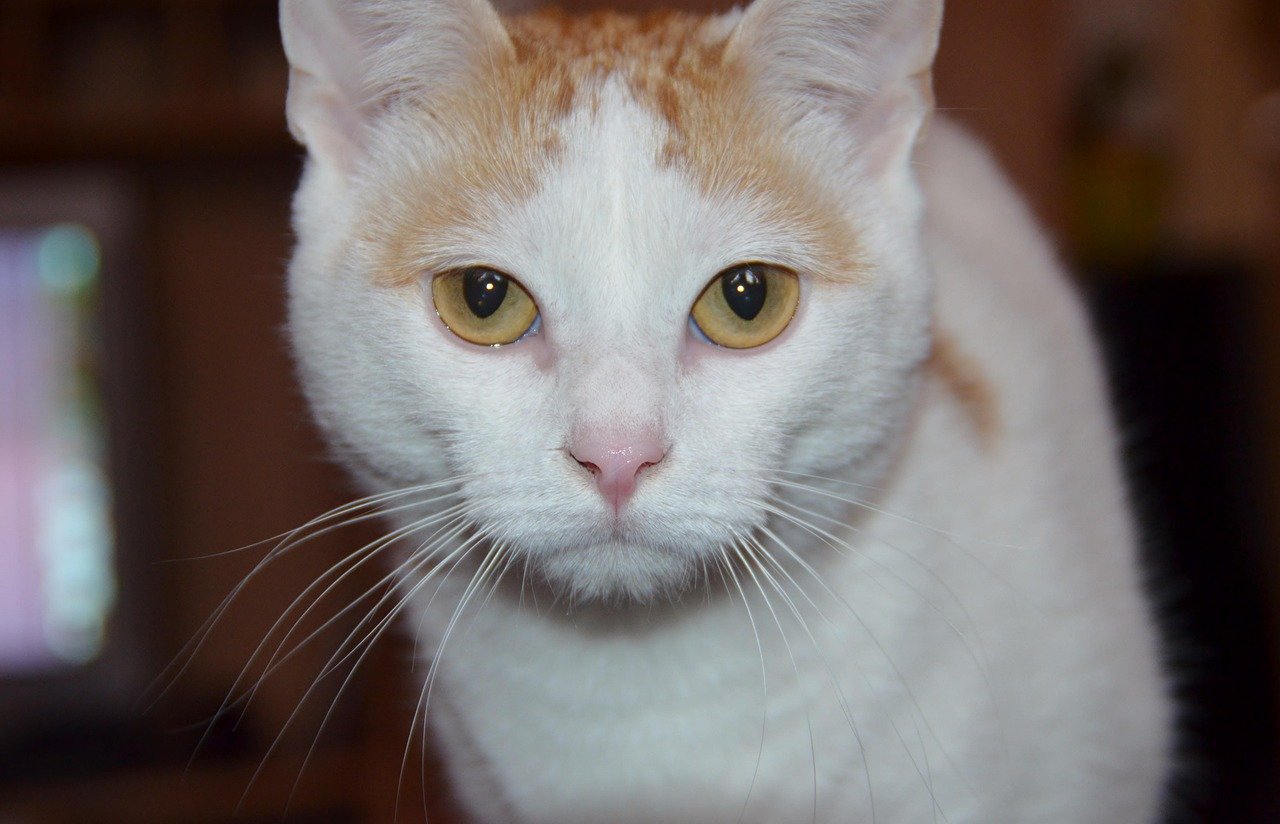 11. Turkish Van Cats: The Water Lovers (image credits: pixabay)