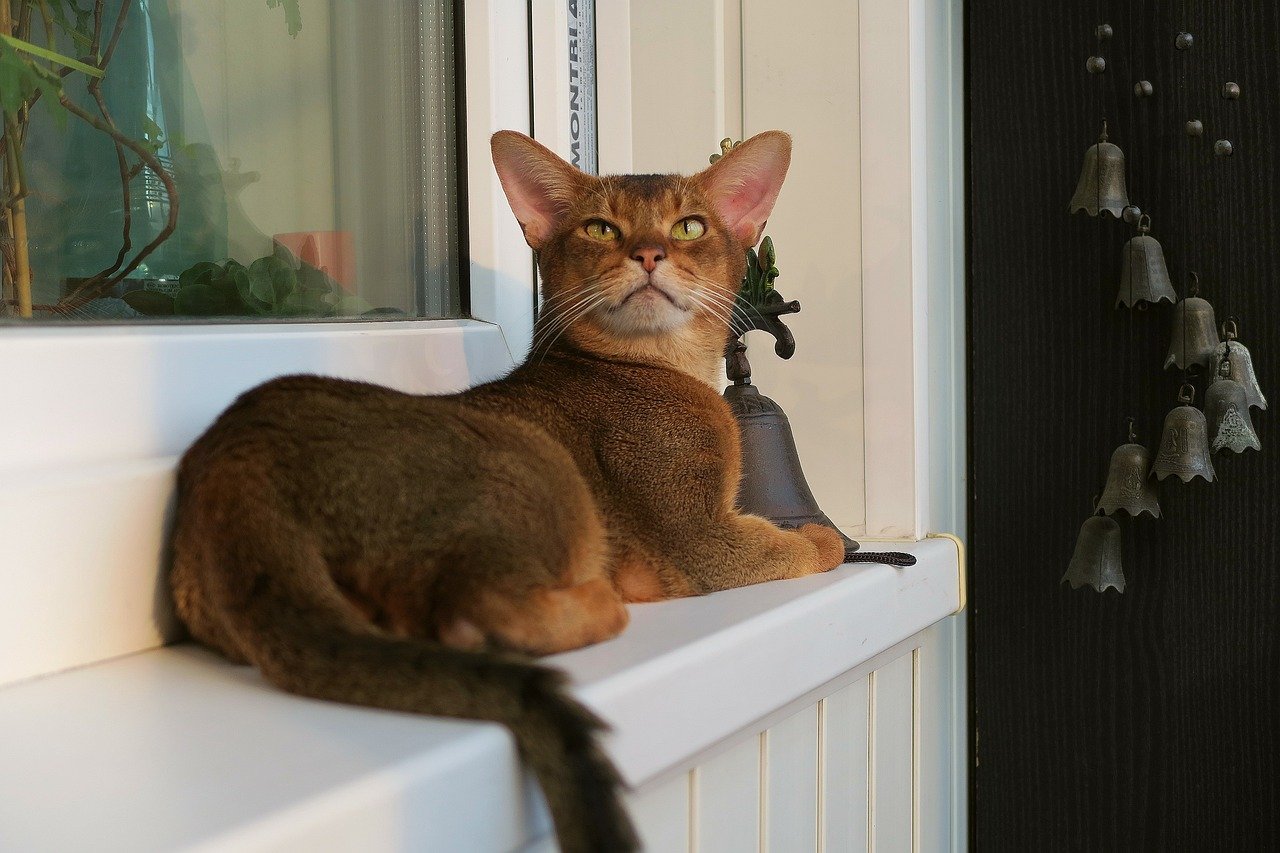 13. Abyssinian Cats: The Adventurous Explorers (image credits: pixabay)