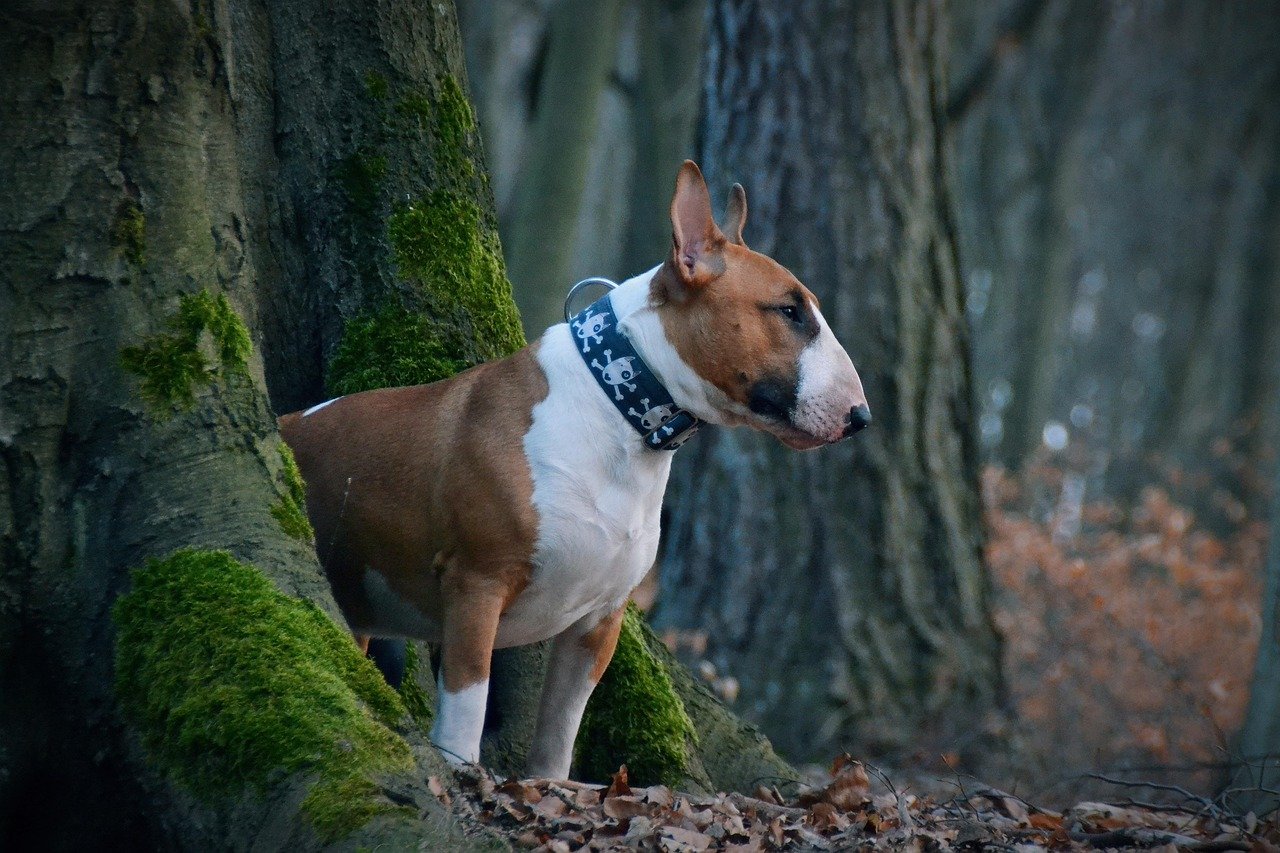 14. Bull Terriers: The Determined Defenders (image credits: pixabay)