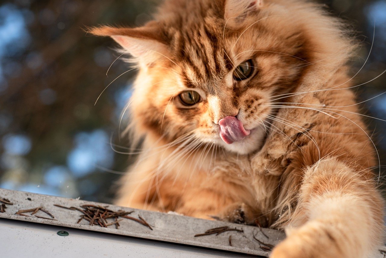 1. Maine Coon: The Gentle Giants (image credits: pixabay)
