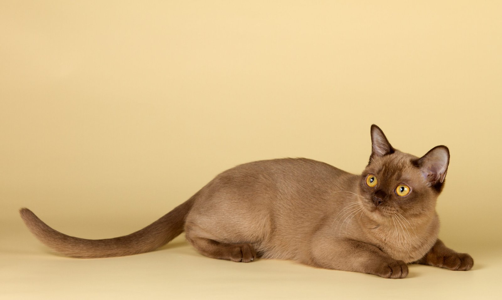 4. Burmese: The Affectionate Explorers (image credits: wikimedia)