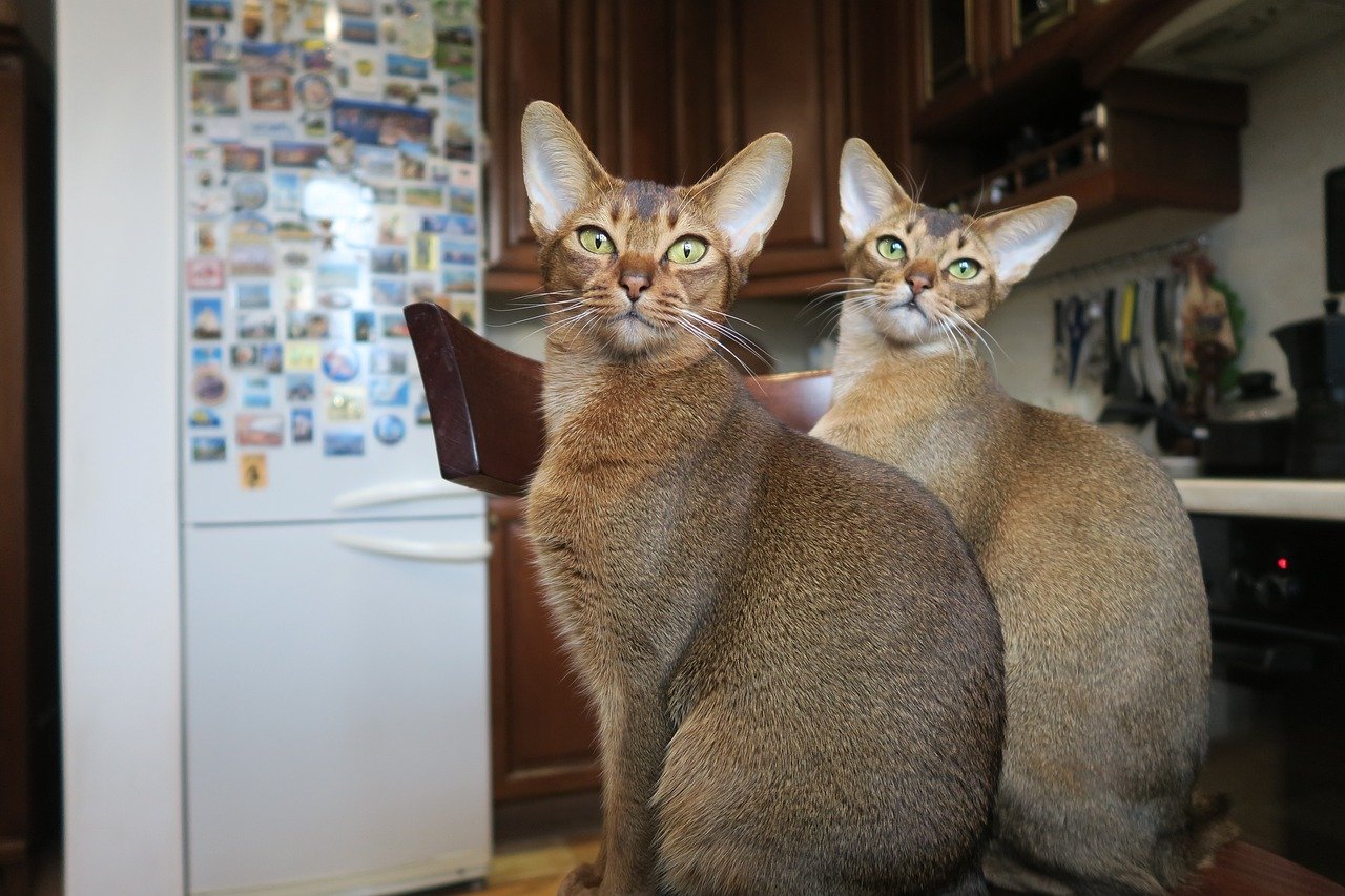 5. Abyssinians: The Energetic Adventurers (image credits: pixabay)