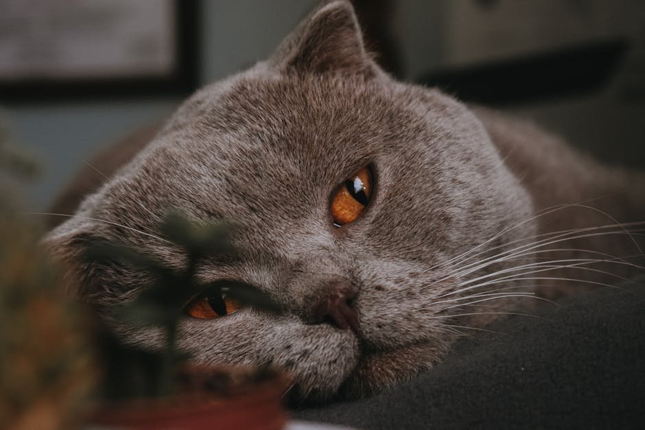 6. Scottish Fold: The Gentle Companions (image credits: pexels)
