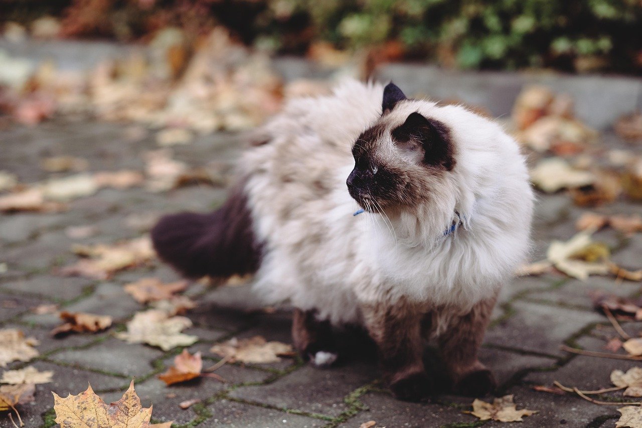 8. Birman: The Sweet-Natured Beauties (image credits: pixabay)