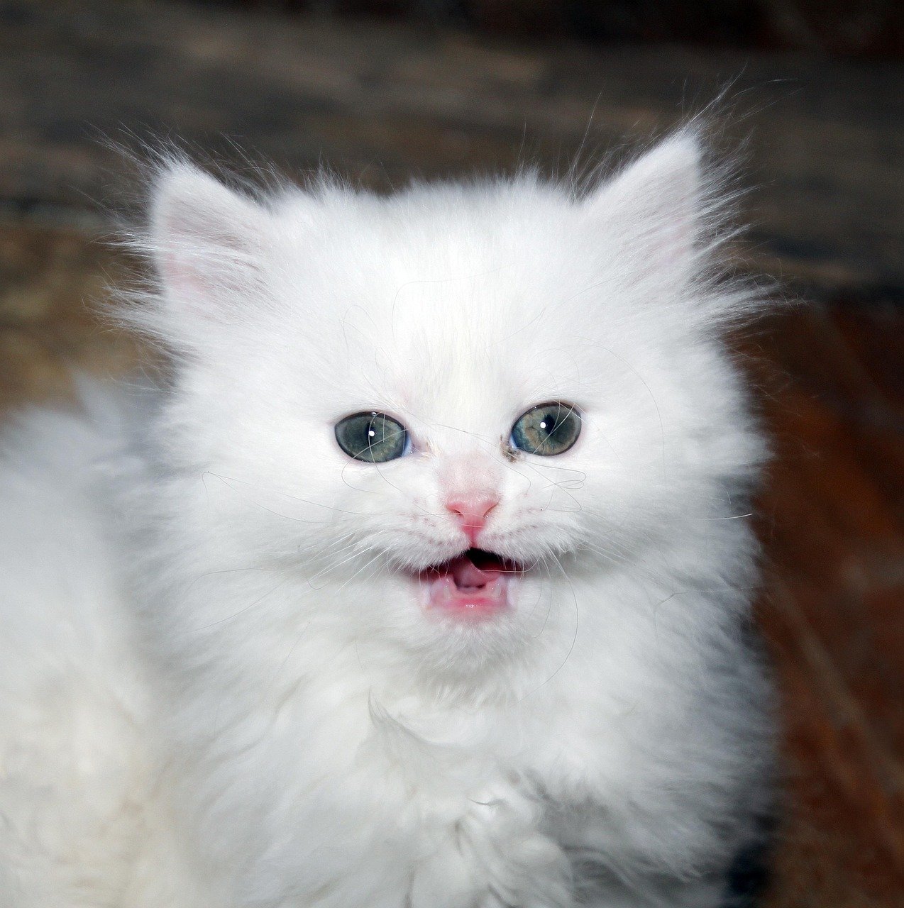 9. Persian: The Calm and Cuddly (image credits: pixabay)