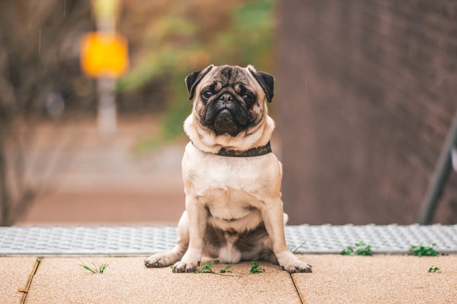 Pug: The Comical Cuddle Buddy (image credits: pexels)