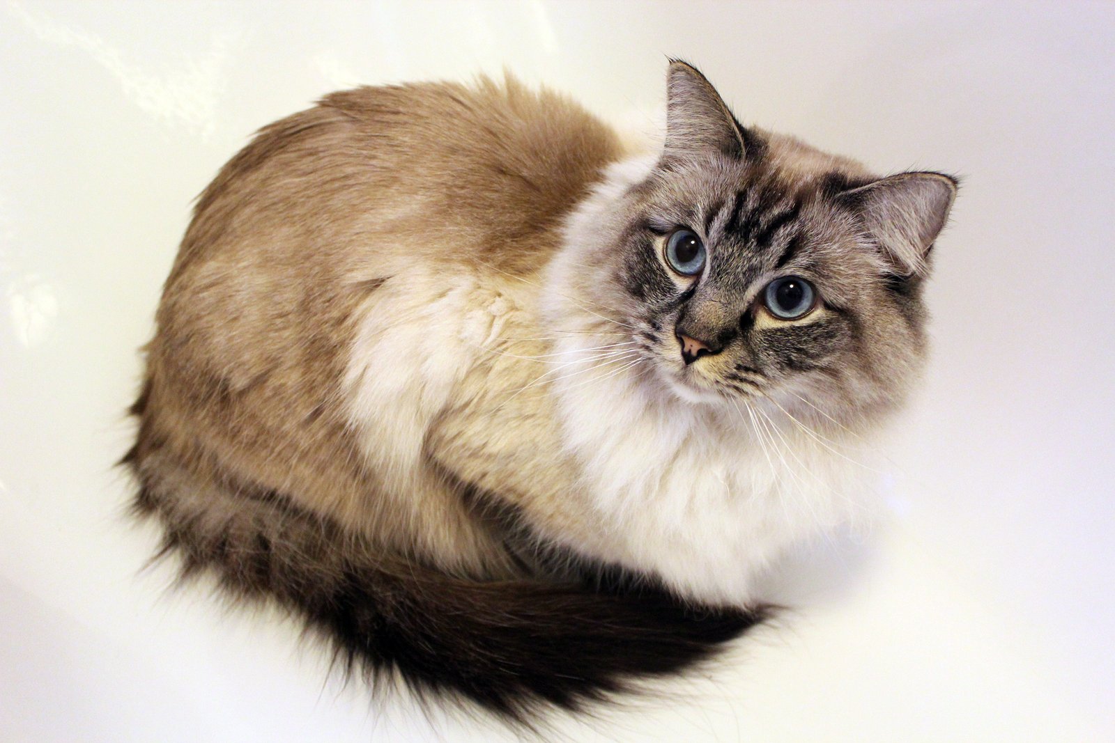A Gentle Giant: The Ragdoll's Size and Temperament (image credits: wikimedia)