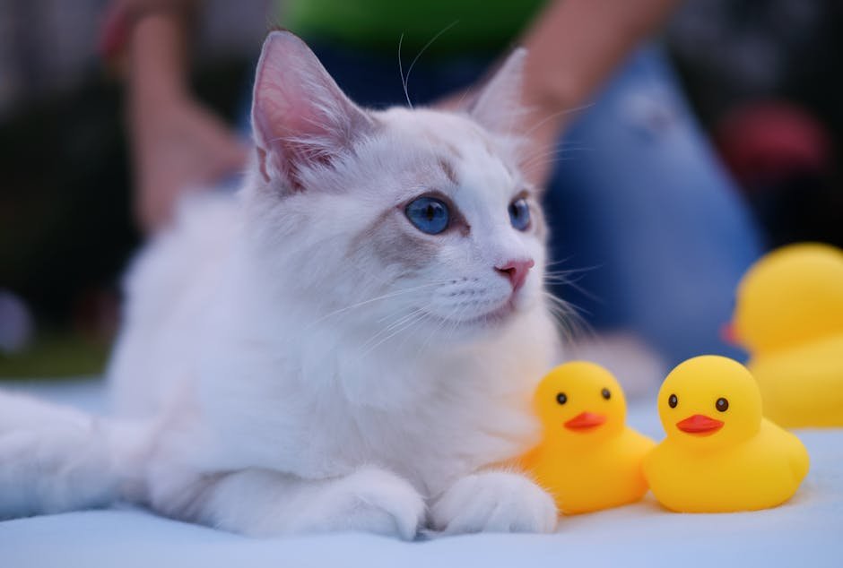 Striking Blue Eyes: A Window to Their Soul (image credits: pexels)