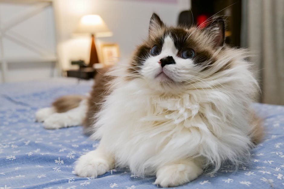 Low Maintenance Grooming: Easy to Love, Easy to Care For (image credits: pexels)