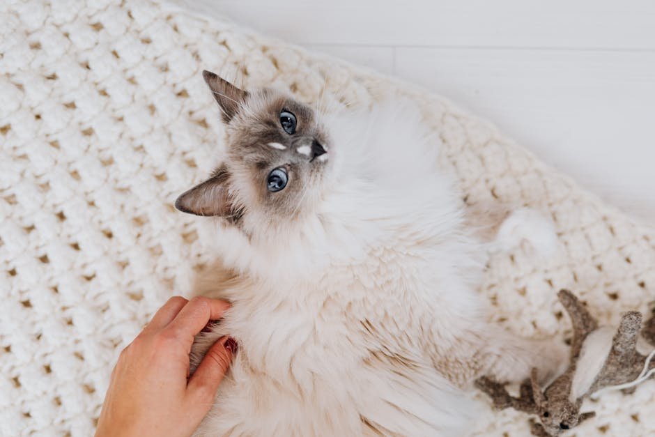 Vocal Yet Soft-Spoken: Communication Through Purrs (image credits: pexels)