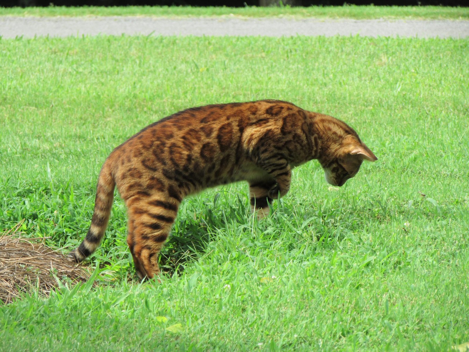 The Energetic Bengal: Jungle Gym Enthusiasts (image credits: wikimedia)