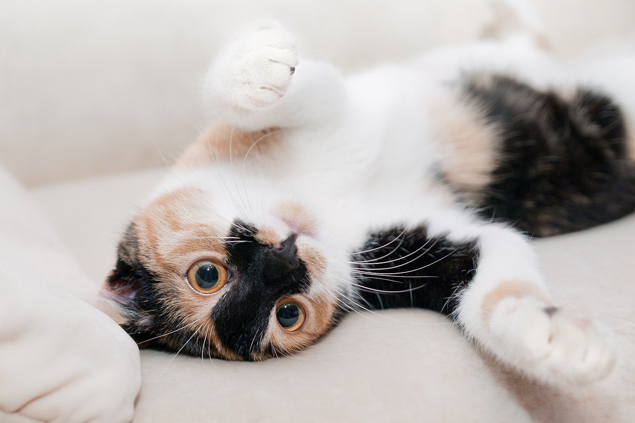 The Playful Scottish Fold: The Comedian Cats (image credits: pixabay)