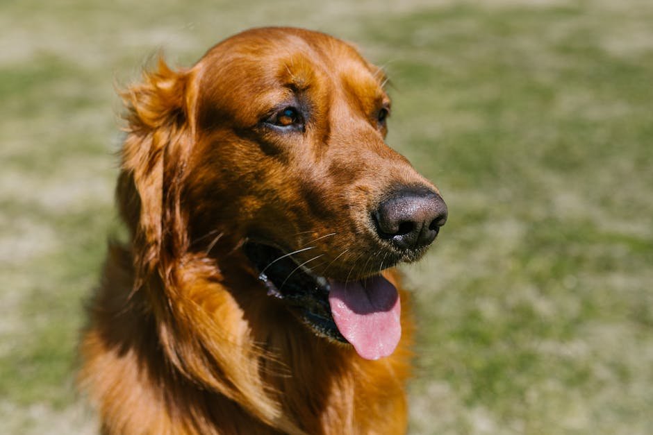 Health Benefits of Owning a Golden Retriever (image credits: pexels)