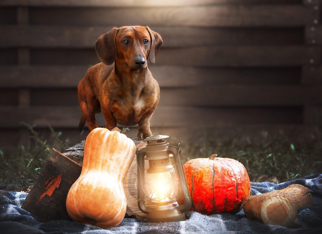 3. Dachshund: The Spirited Mischief Maker (image credits: pixabay)