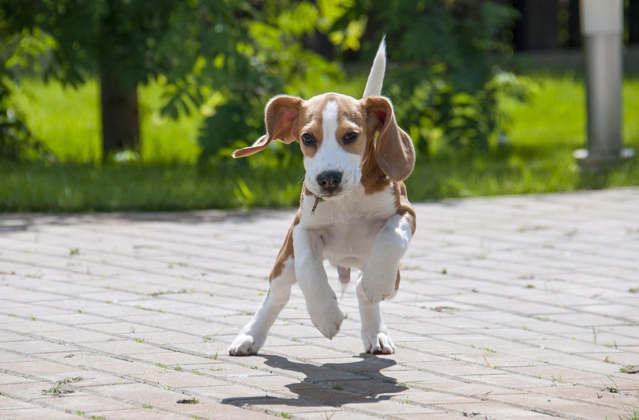 5. Beagle: The Playful Explorer (image credits: pixabay)