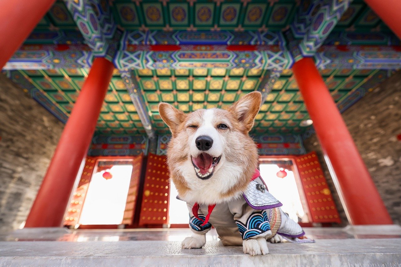 9. Pembroke Welsh Corgi: The Comical Herdsman (image credits: pixabay)
