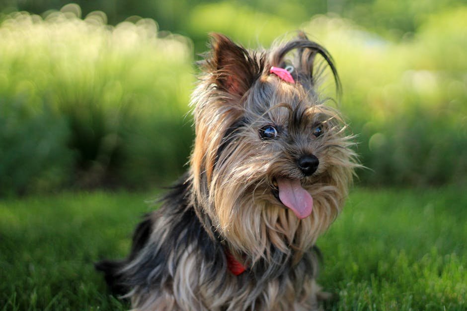 15. Yorkshire Terrier: The Spirited Diva (image credits: pexels)