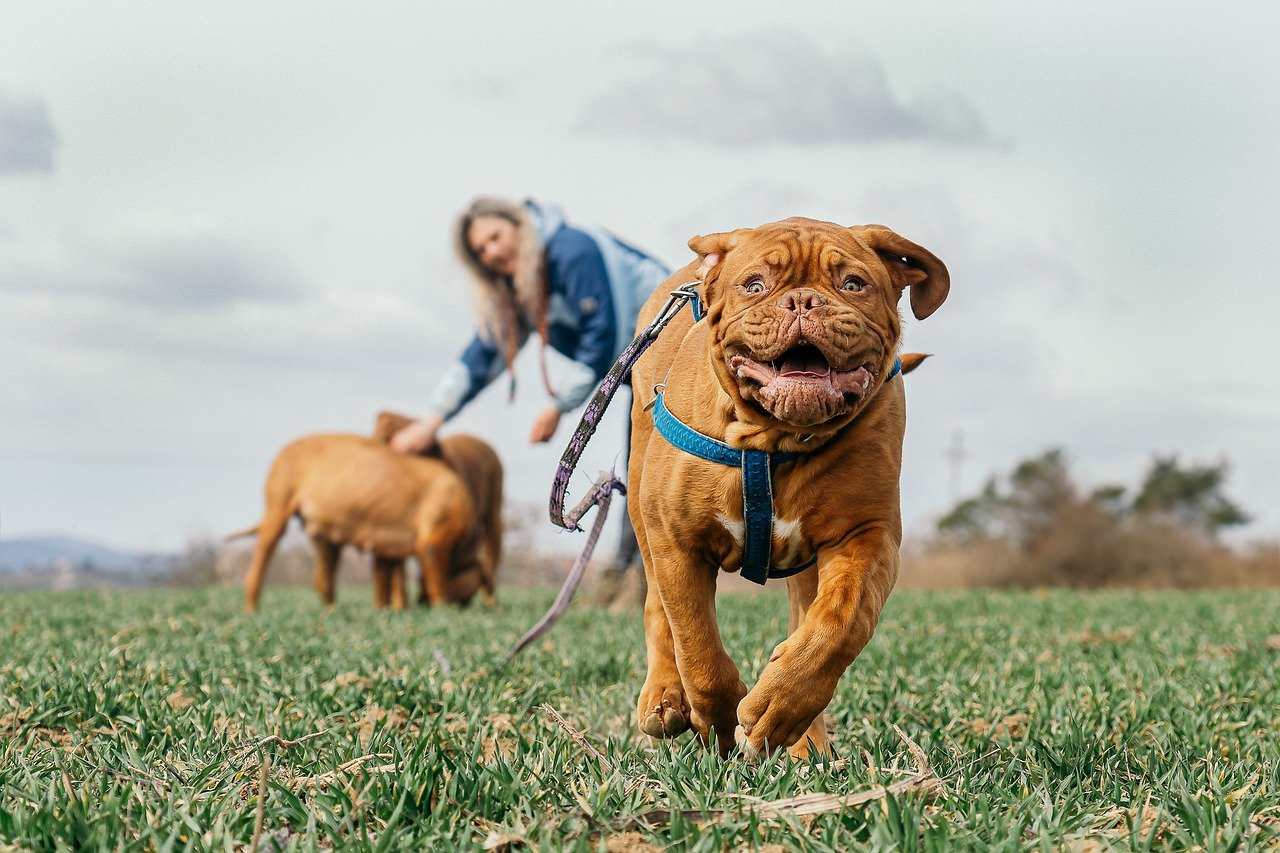 Failing to Set Boundaries (image credits: pixabay)