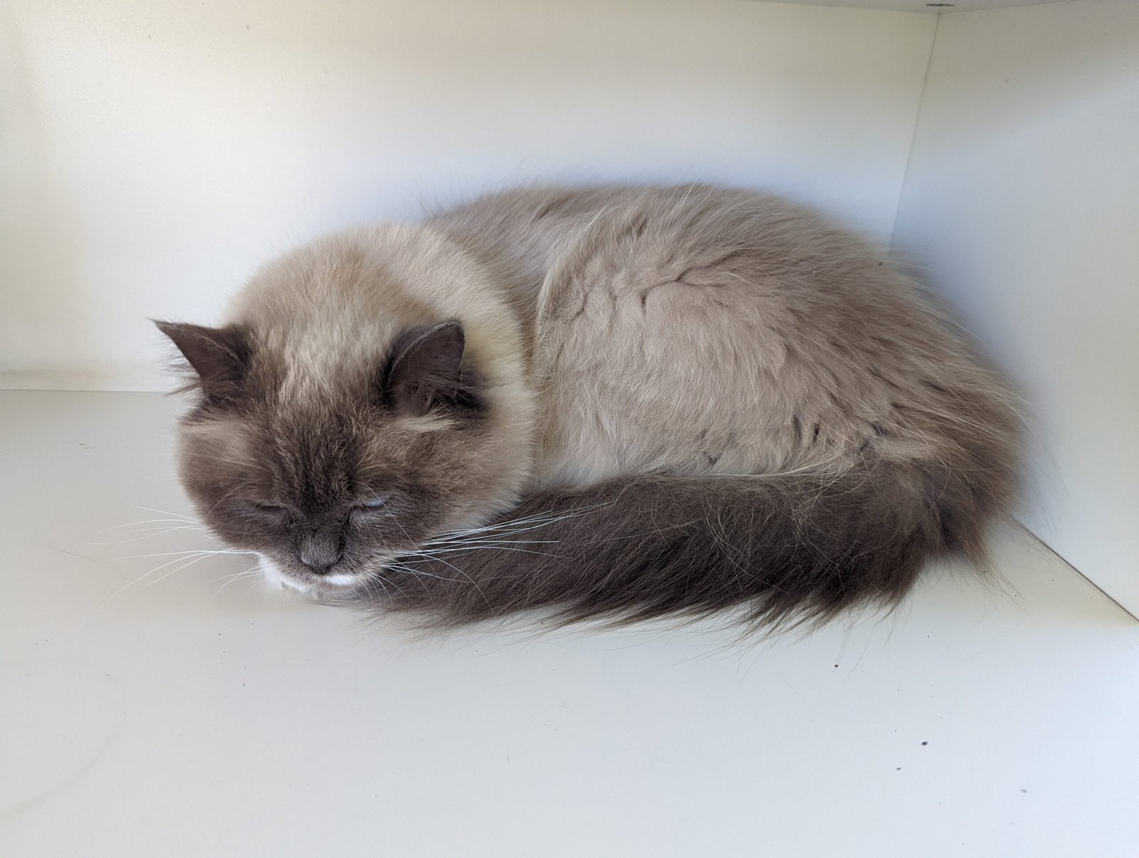 Ragdoll: The Relaxed Companion (image credits: wikimedia)