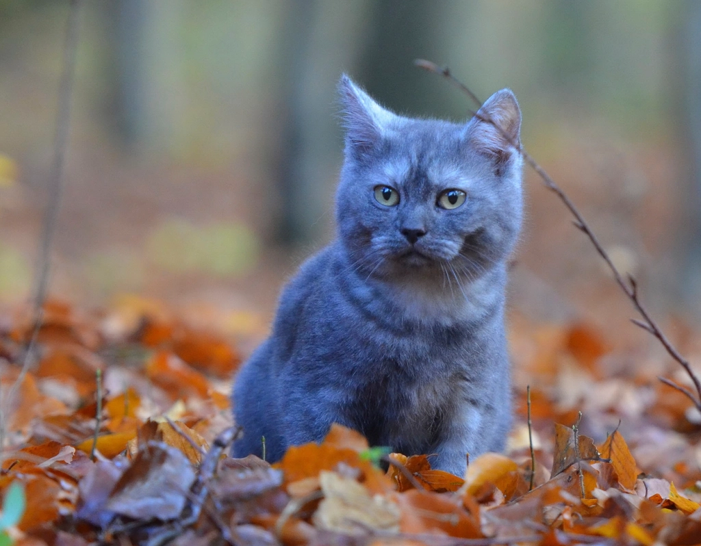 British Shorthair: The Plush Aristocrat (image credits: rawpixel)