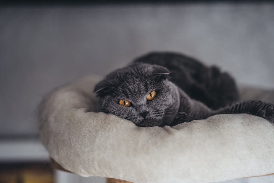 Scottish Fold: The Eared Enigma (image credits: pexels)