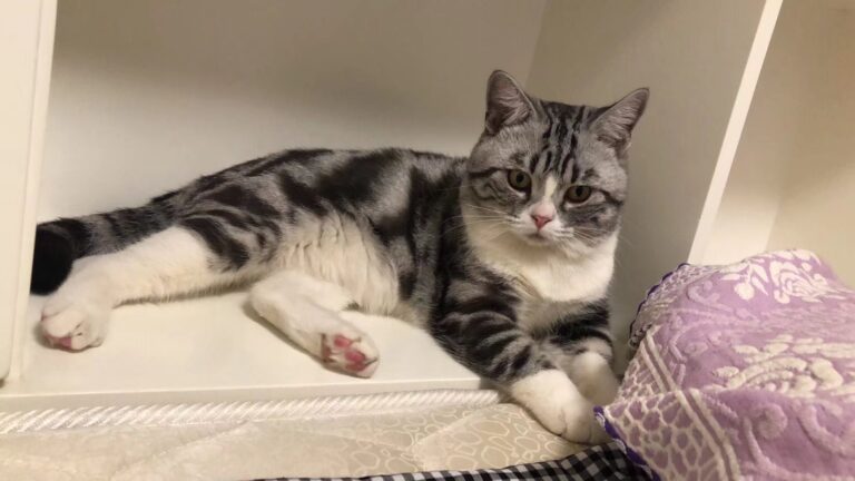 10 Most Popular Cat Breeds in the USA in 2025
