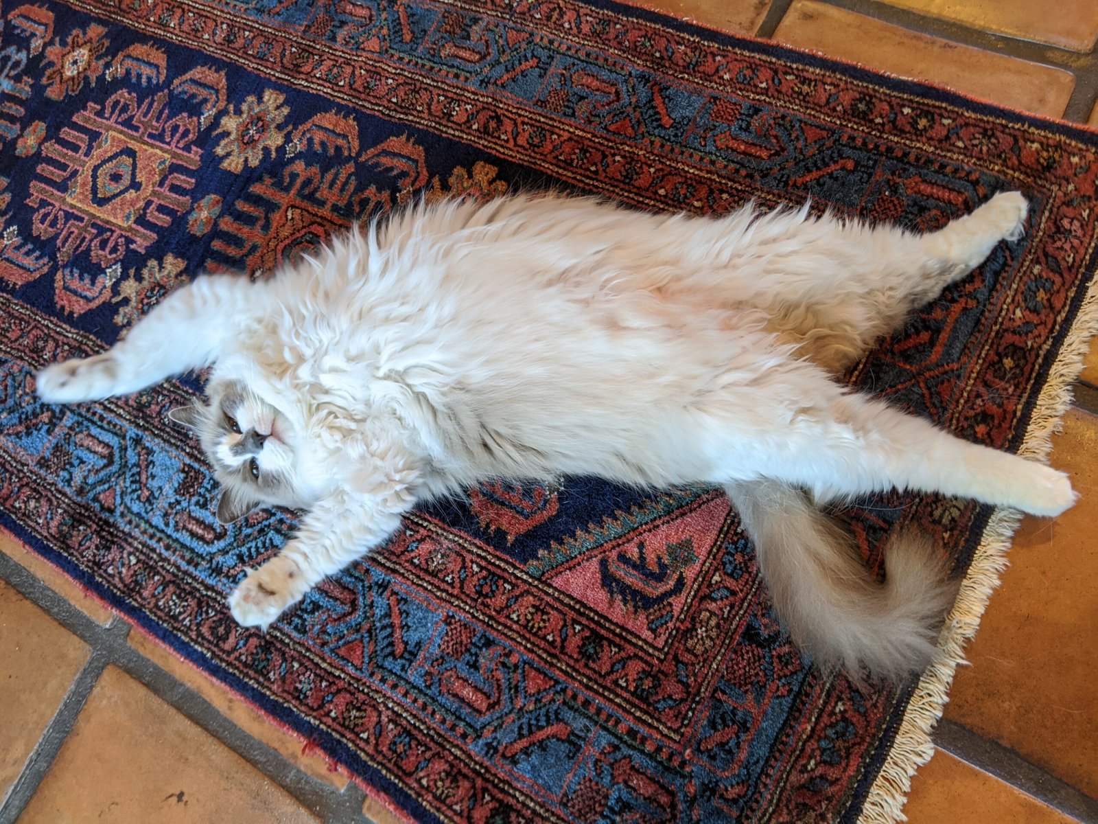 Ragdolls: The Gentle Giants (image credits: wikimedia)