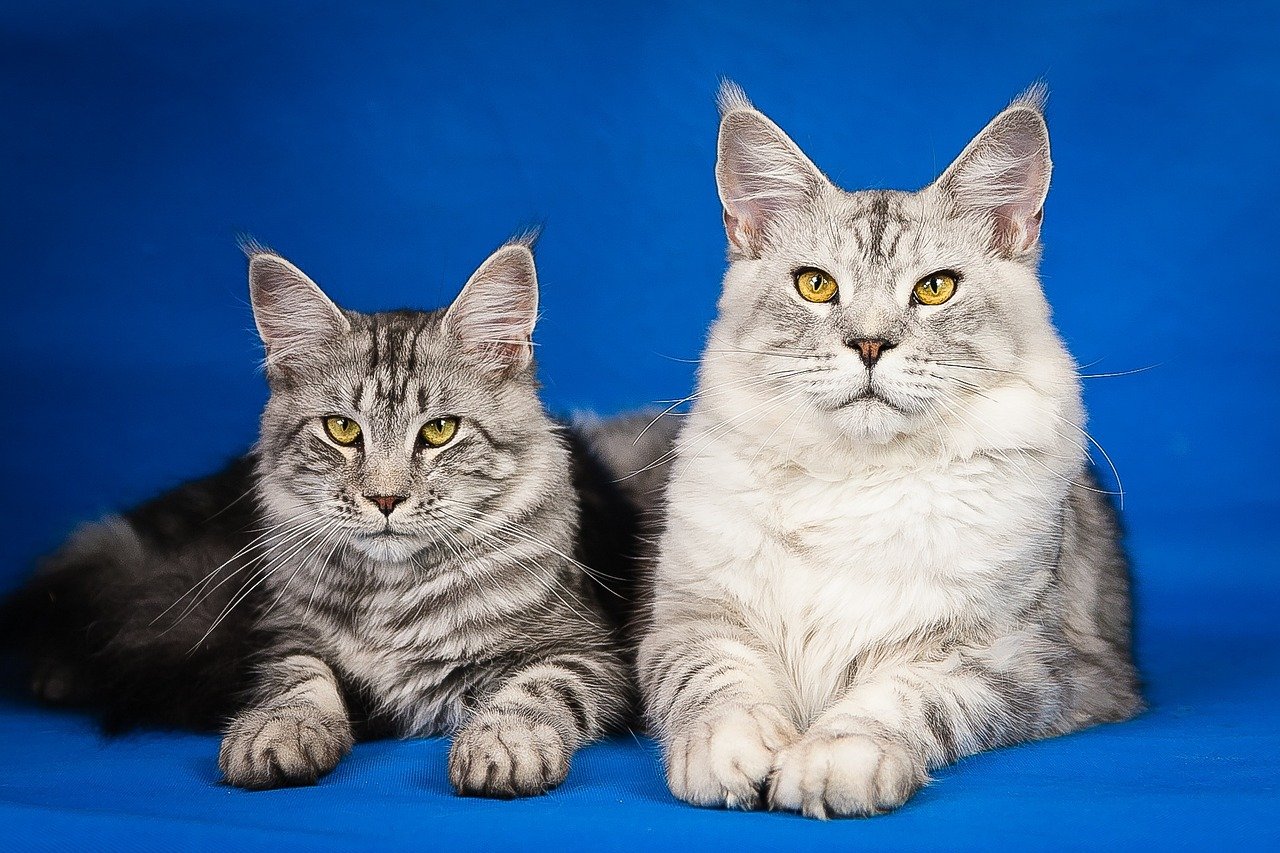 Maine Coons: The Friendly Felines (image credits: pixabay)