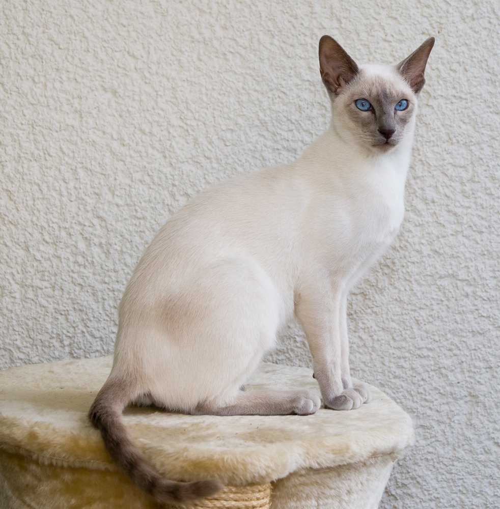 Siamese: The Vocal Attention-Seekers (image credits: wikimedia)