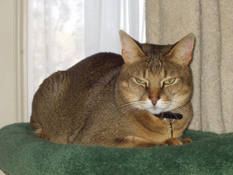 Chausie Cat: The Wild-Hearted Adventurer