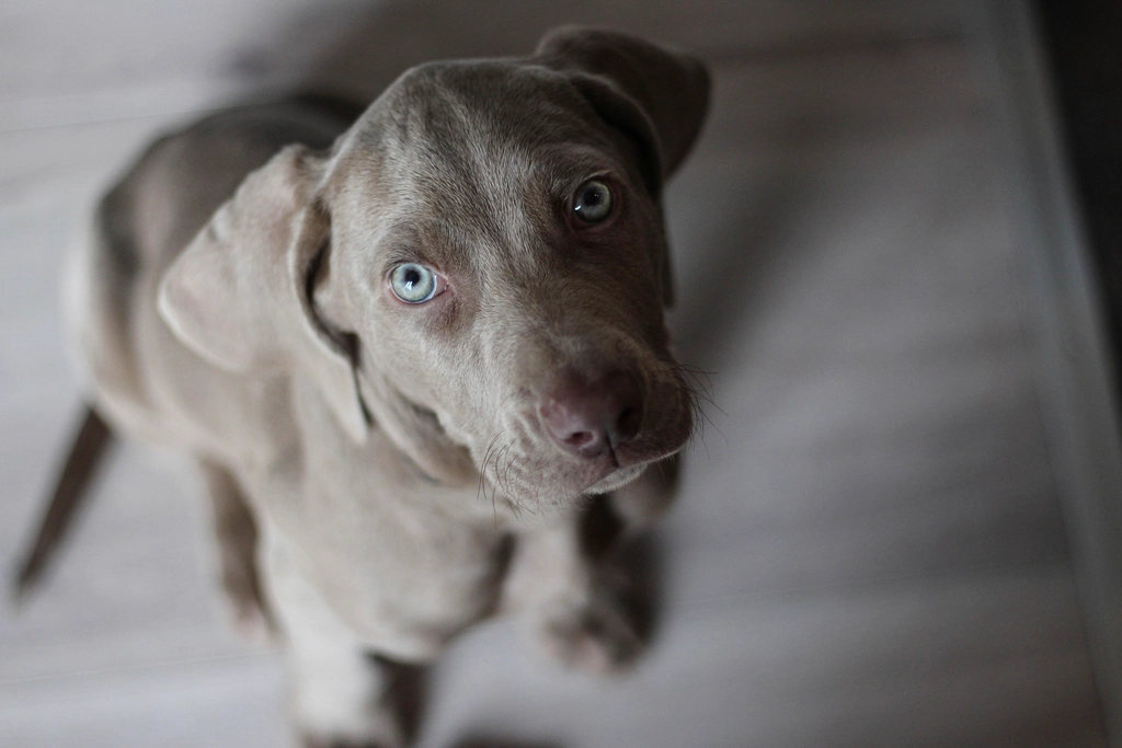 Eye Contact: The Silent Connection (image credits: rawpixel)