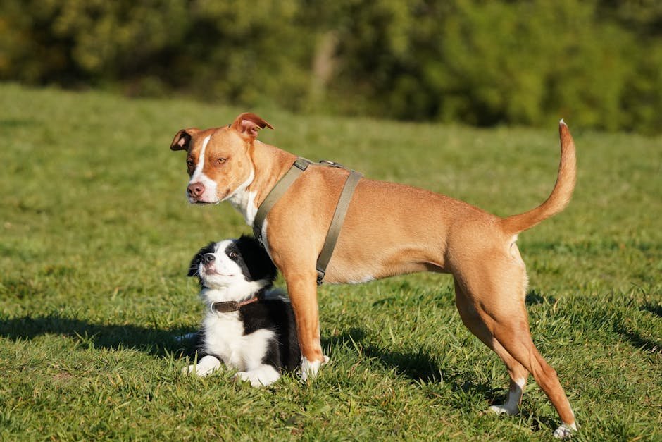 Creating Positive Experiences with Other Dogs (image credits: pexels)