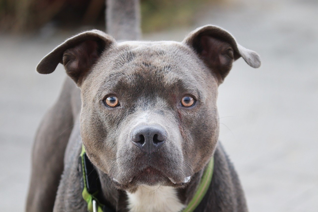 Introducing Your Pit Bull to Different People (image credits: pixabay)