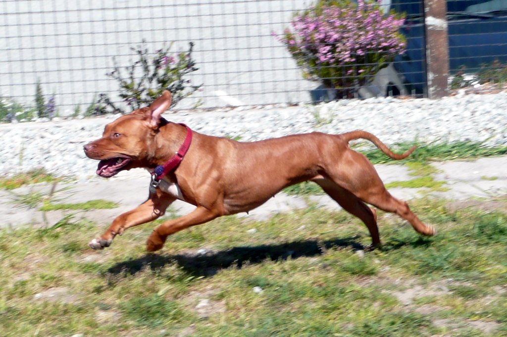 Exposing Your Pit Bull to Various Environments (image credits: wikimedia)