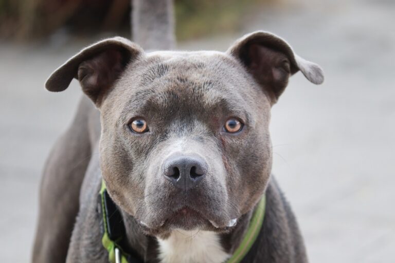 7 Tips to Raise a Well-Socialized Pit Bull for Family Harmony