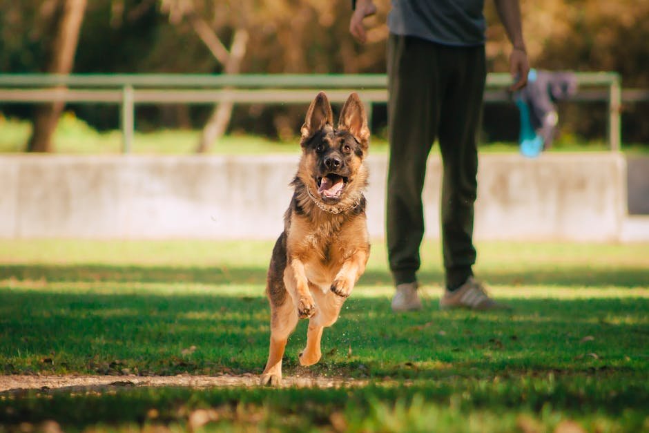 The Perfect Exercise Buddy (image credits: pexels)