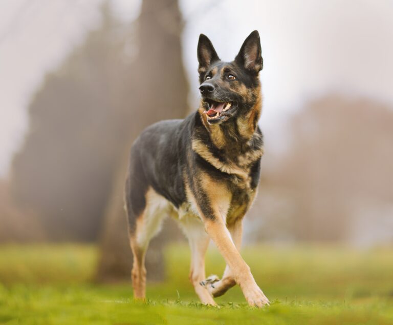 How a German Shepherd Can Transform Your Retirement Years into Active Happy Ones