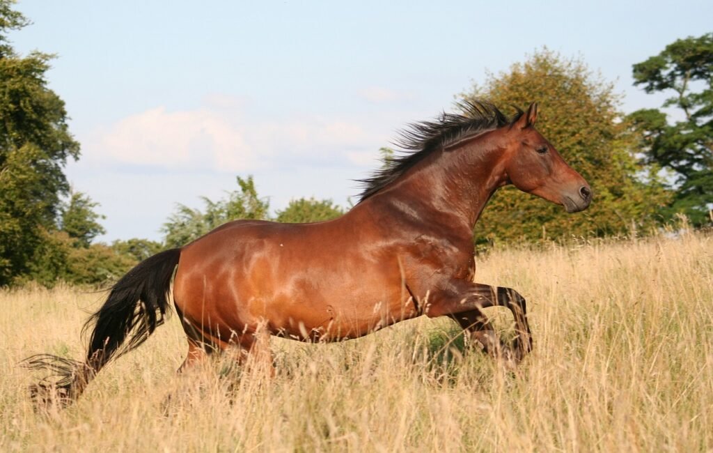 Mustang