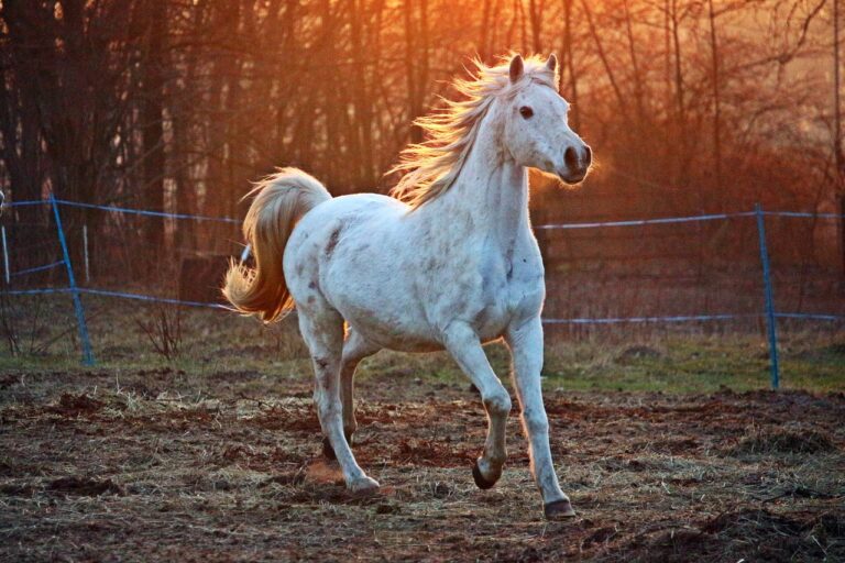 12 Most Famous Horse Breeds You Should Know About