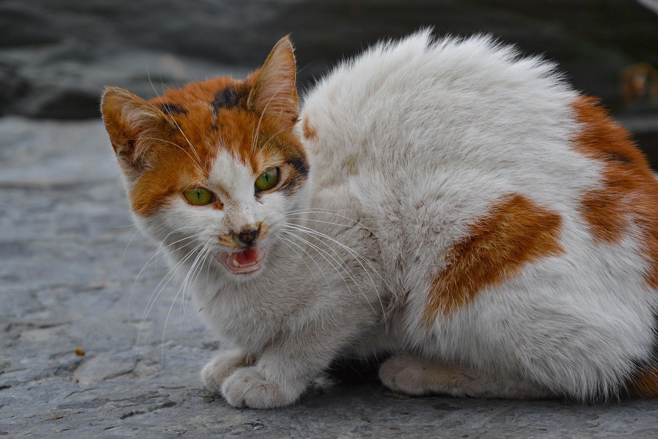 14. Defensive Posture (image credits: pixabay)